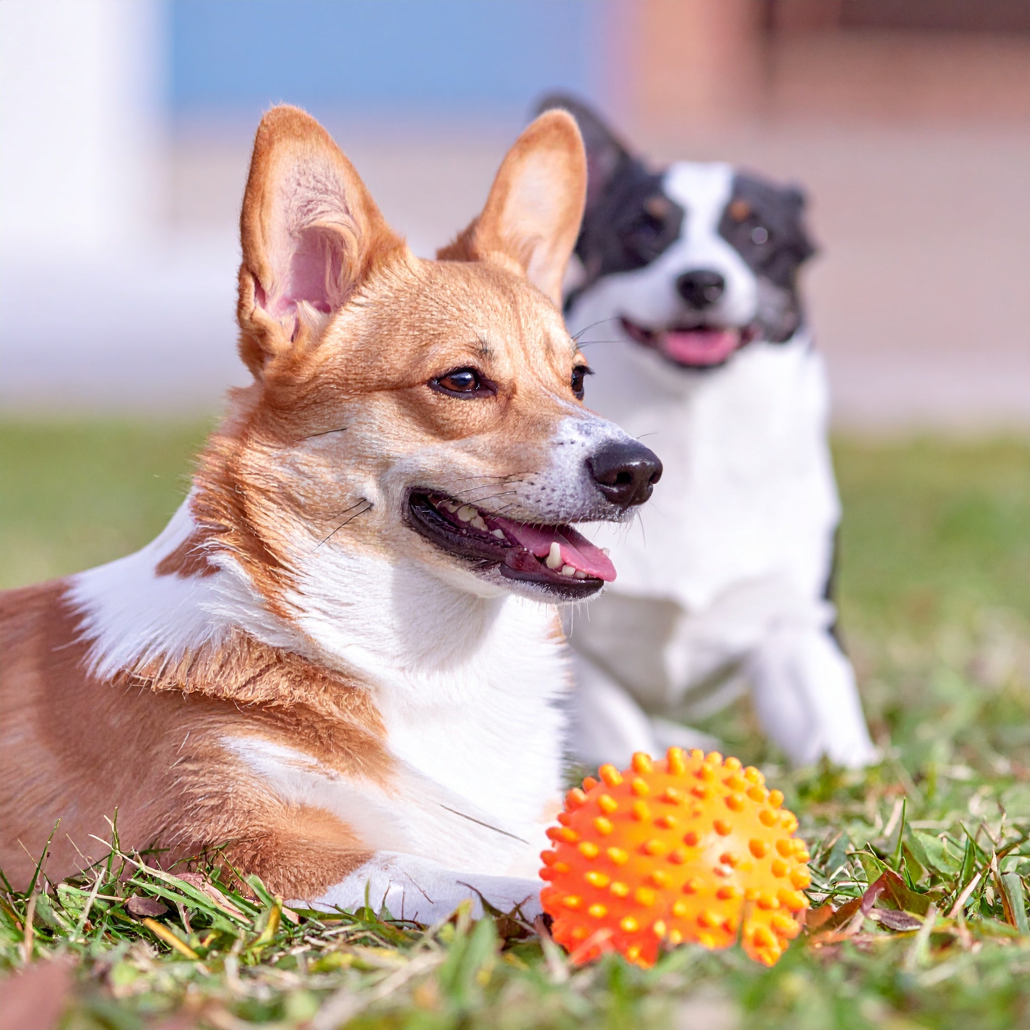 Canine Collection
