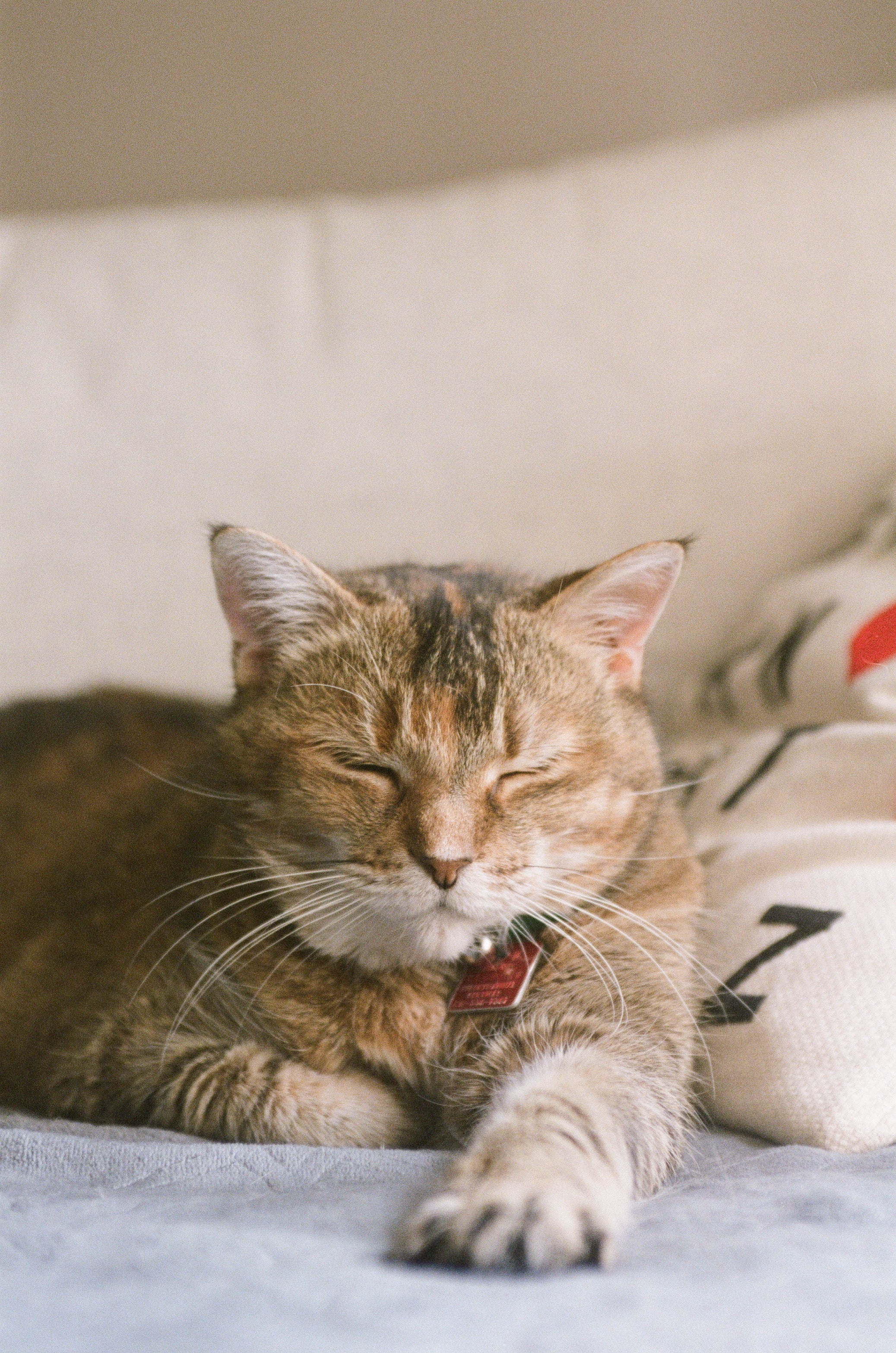 Feline Collection
