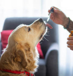 Pet Health Supplements