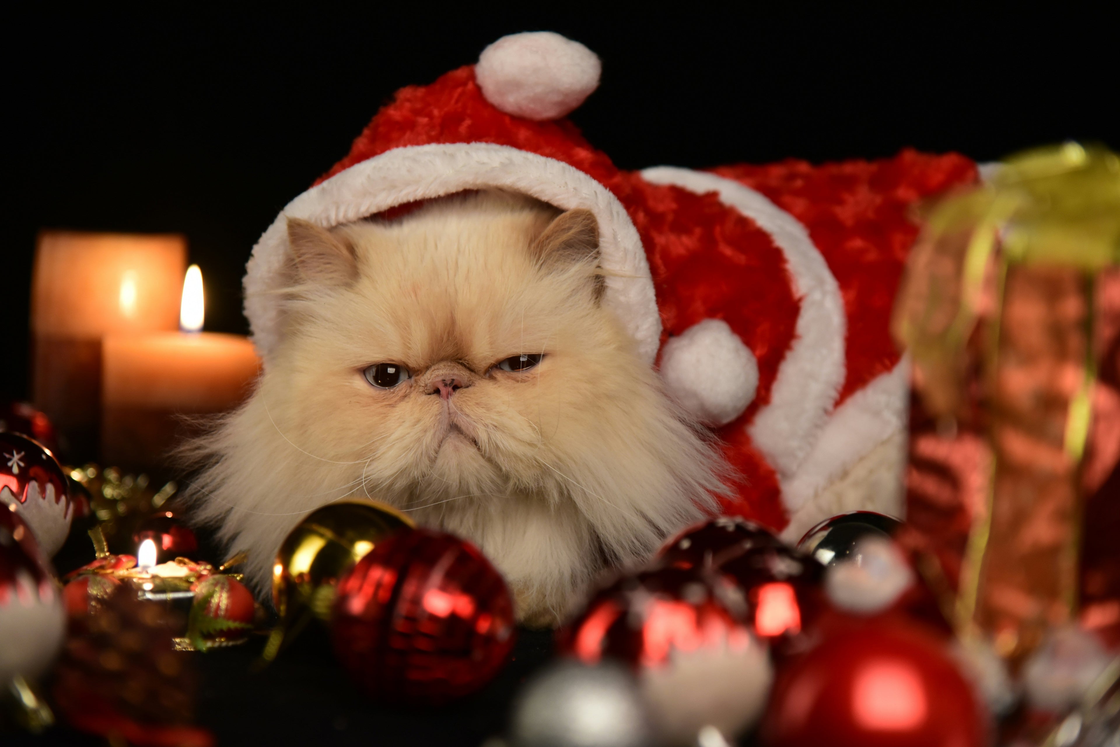 SANTA CLAWS HOLIDAY GIFT SHOPPE - for Felines