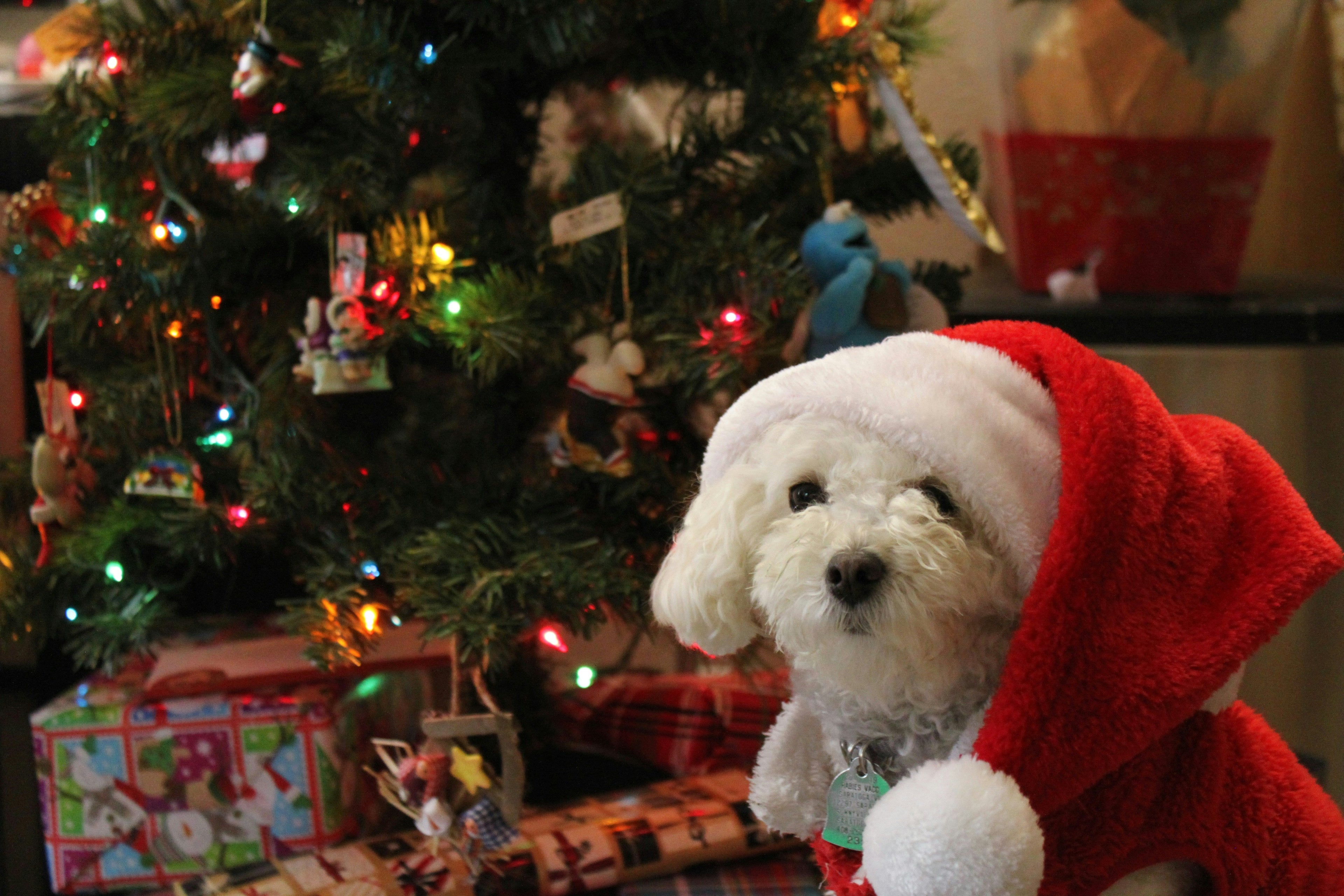 SANTA PAWS HOLIDAY GIFT SHOPPE - for Canines