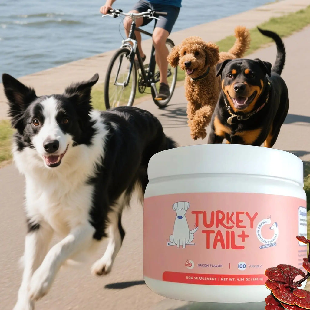 Dog Intestinal Flora Regulation for Improved Dog Digestive System and Support