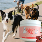 Dog Intestinal Flora Regulation for Improved Dog Digestive System and Support