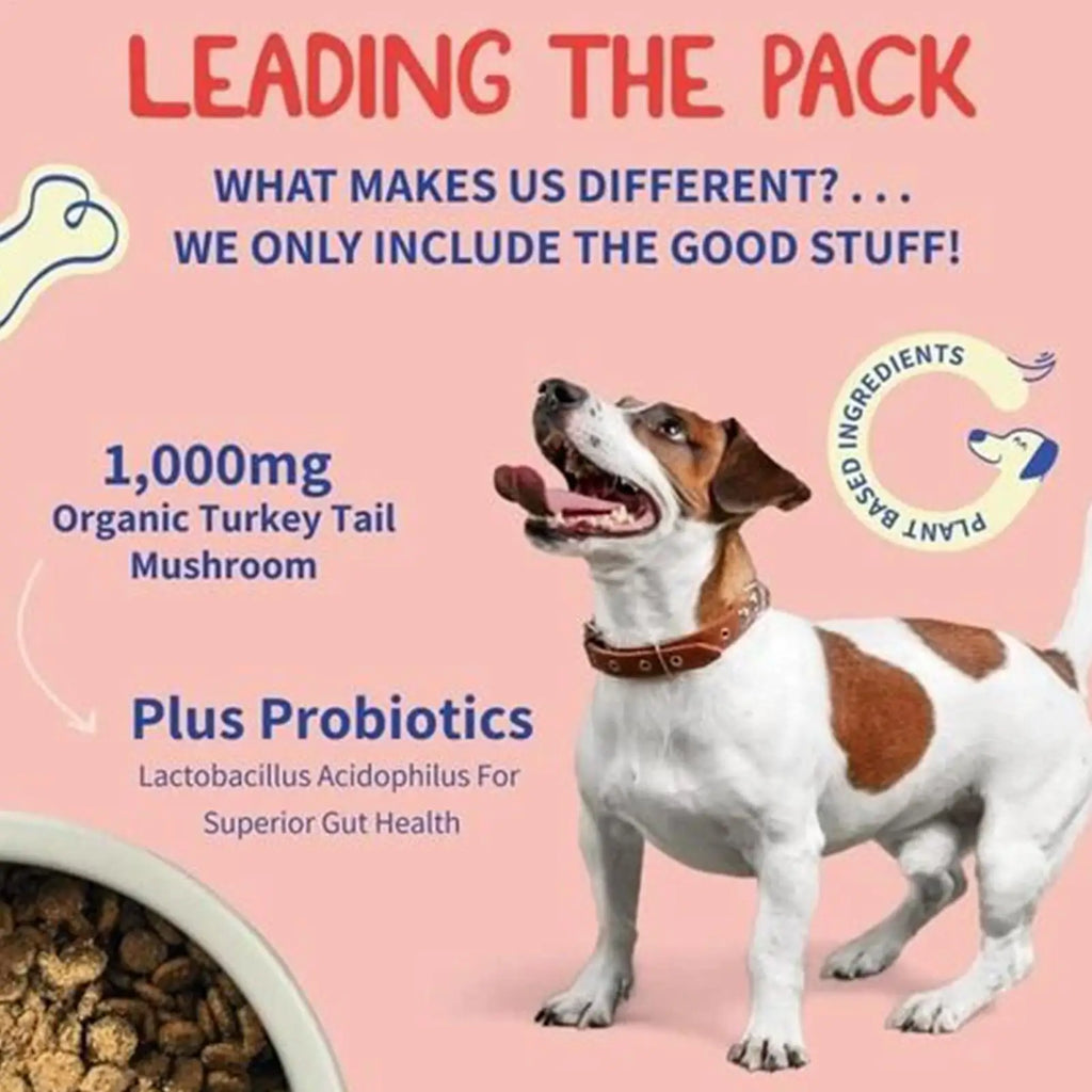 Dog Intestinal Flora Regulation for Improved Dog Digestive System and Support