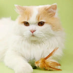 Natural Catnip Feather Balls - Lickable - Cat Kitten Scratchers - Fresh Breath  - Chewing Toy